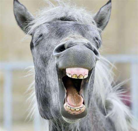 horse funny pic|funny horse laughing.